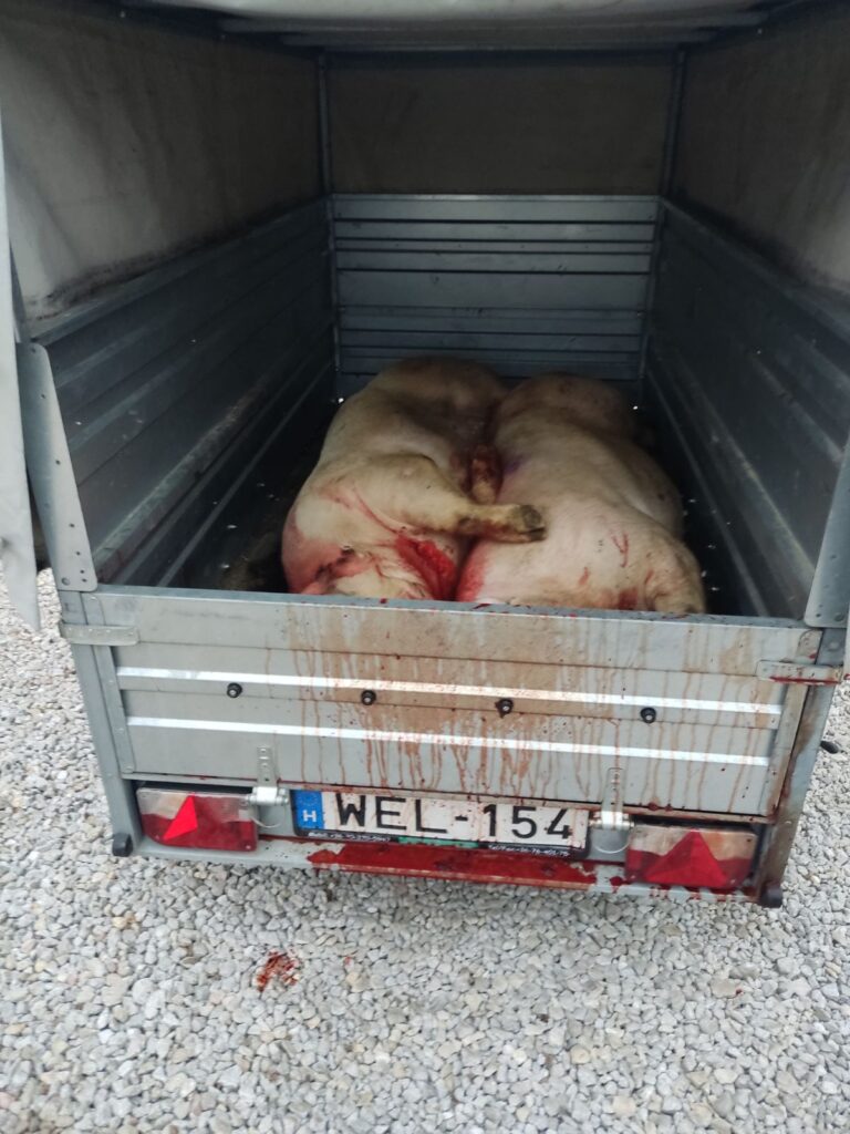 Dinszóvágás – 2026